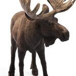 Alce - Schleich