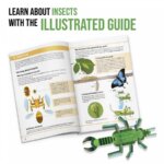 Insect Builder - Headu