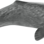 Capodoglio - Schleich