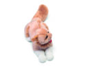 Gatto Maine Coon Vittorio - Trudi